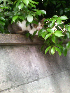 200706031725000.jpg